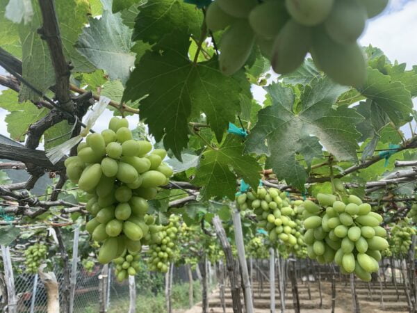 CÔNG TY TNHH NHẬT NAM FINE FOOD