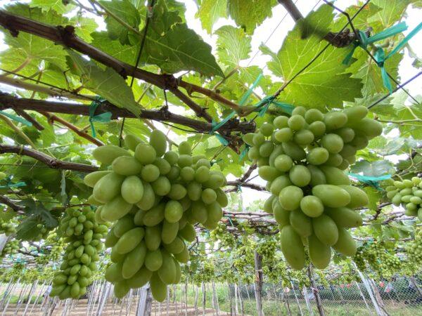 CÔNG TY TNHH NHẬT NAM FINE FOOD