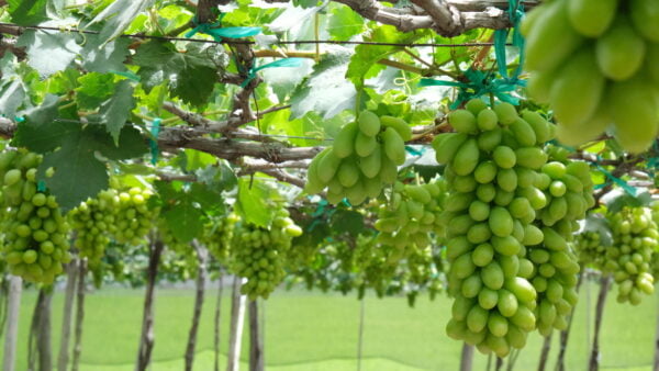 CÔNG TY TNHH NHẬT NAM FINE FOOD