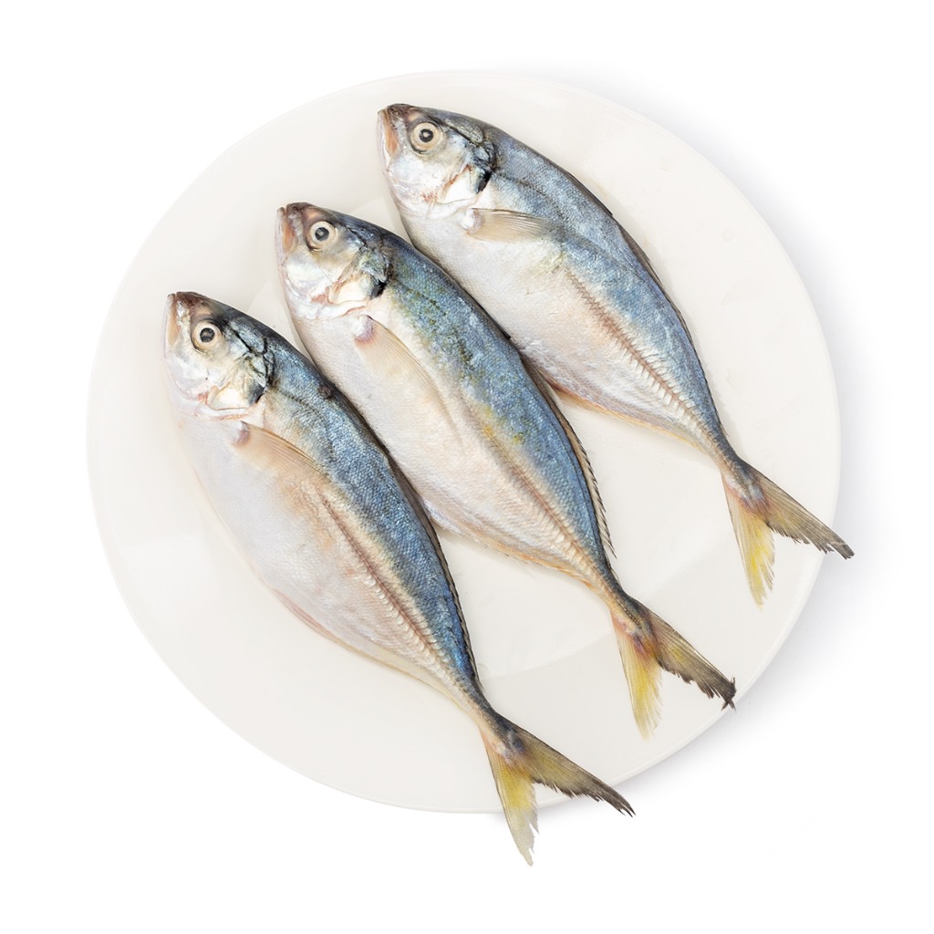 CÁ ĐUÔI VÀNG ĐÔNG LẠNH