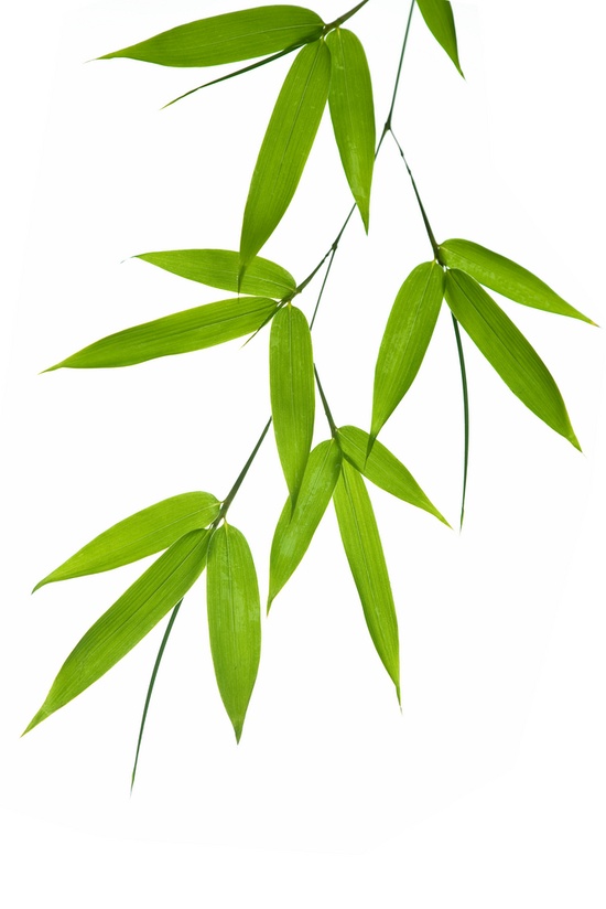 BAMBOO LEAVES