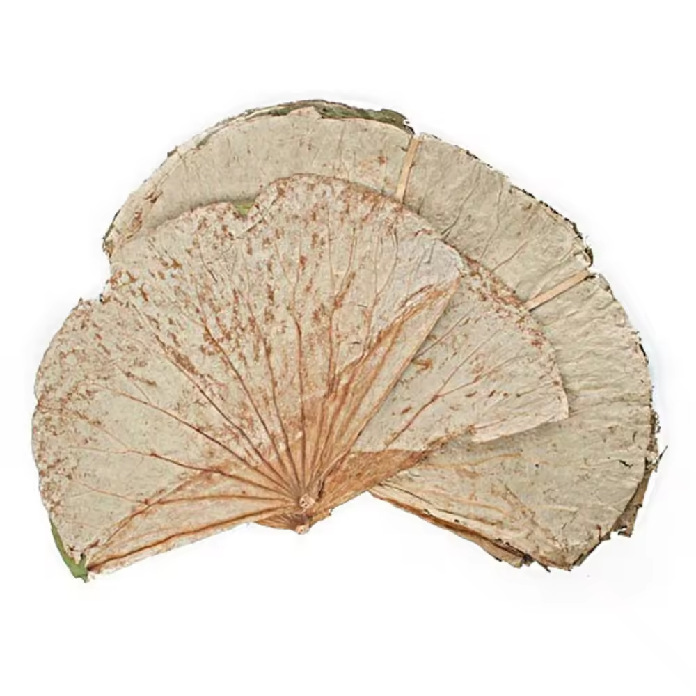 DRIED LOTUS LEAF