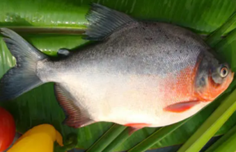 CÁ CHIM ĐỎ ĐÔNG LẠNH