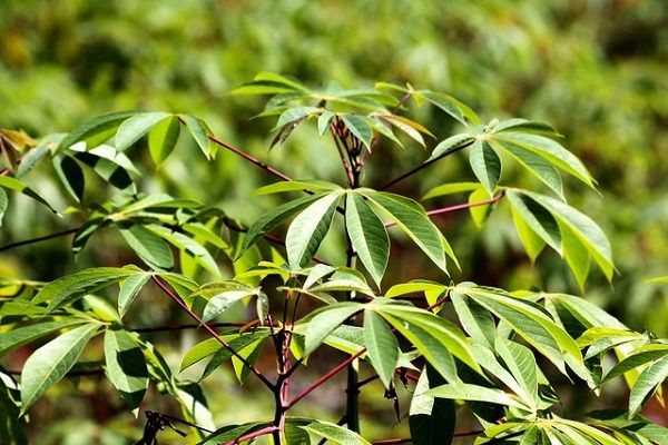 CASSAVA LEAVES