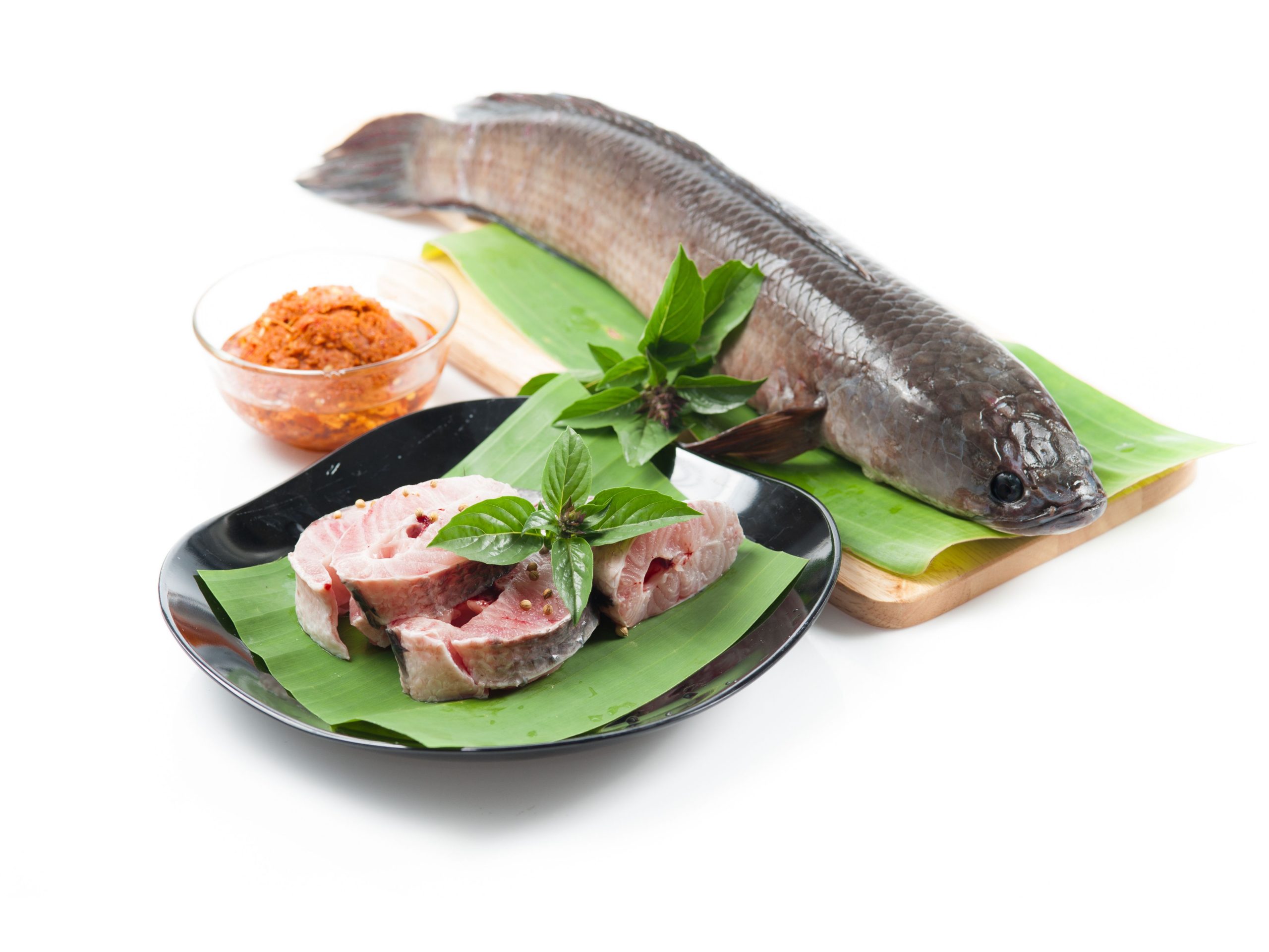 CÁ LÓC ĐÔNG LẠNH