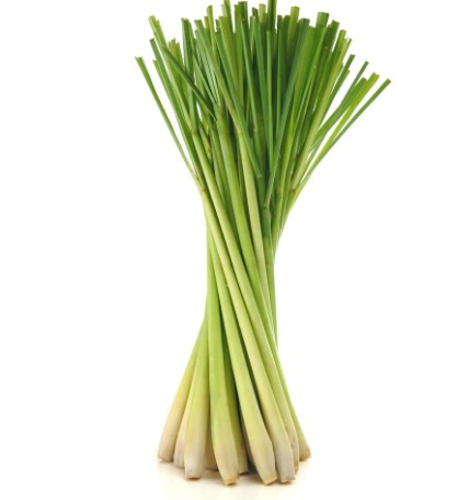 CITRONELLA
