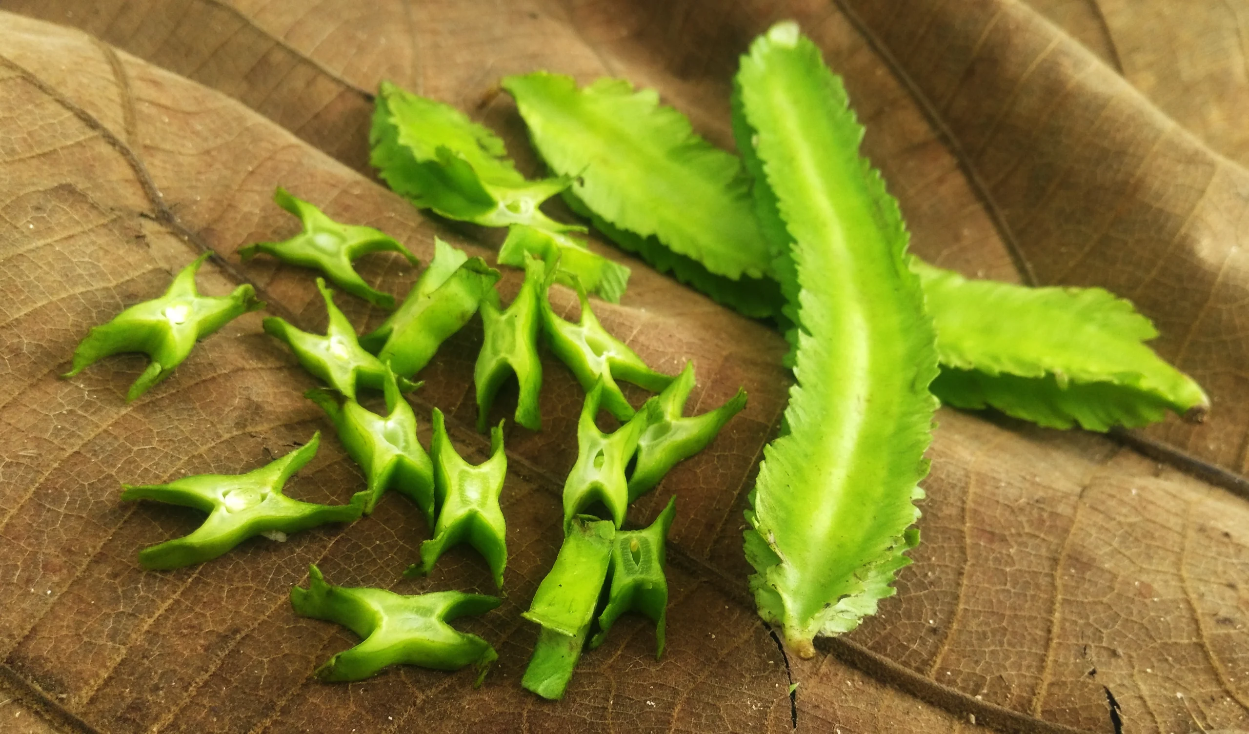 ĐẬU RỒNG VIỆT NAM