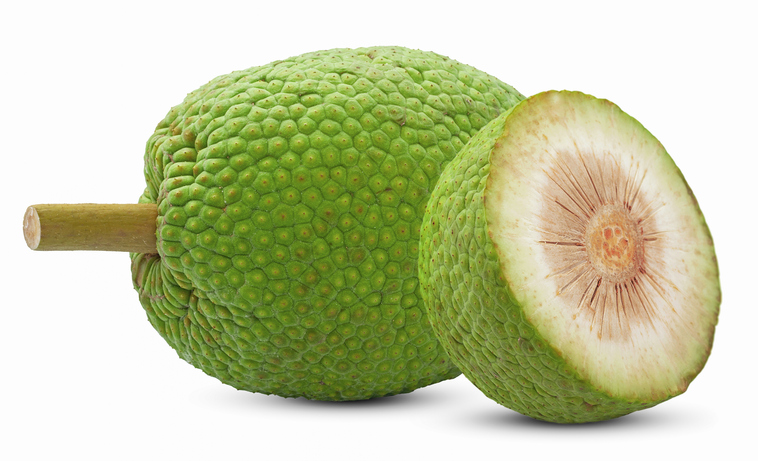 BREADFRUIT