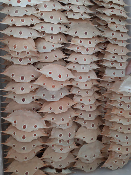 DRIED CRAB SHELL