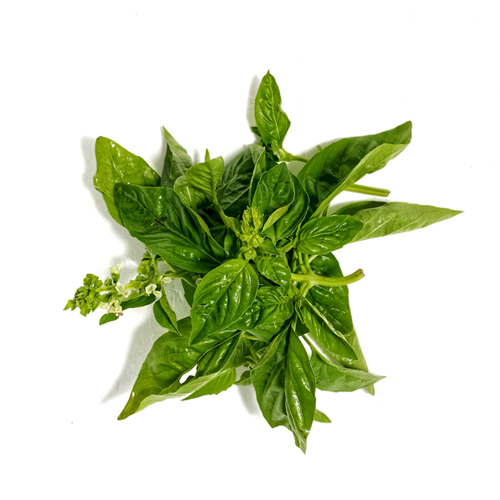 Fresh Basil