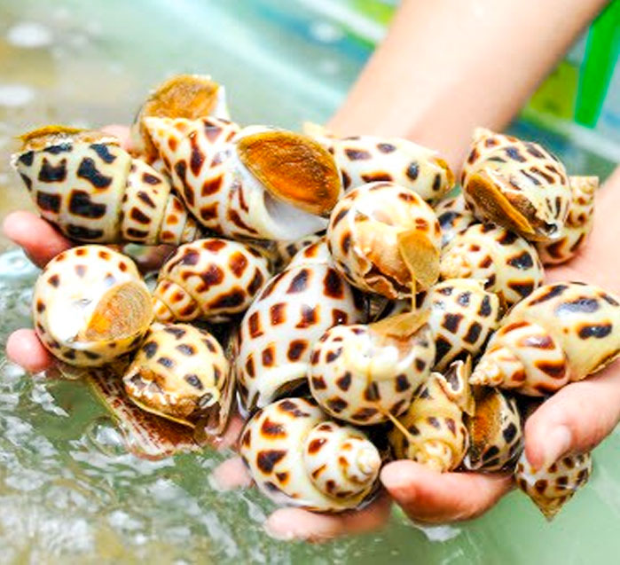 ỐC NGỌT ĐÔNG LẠNH