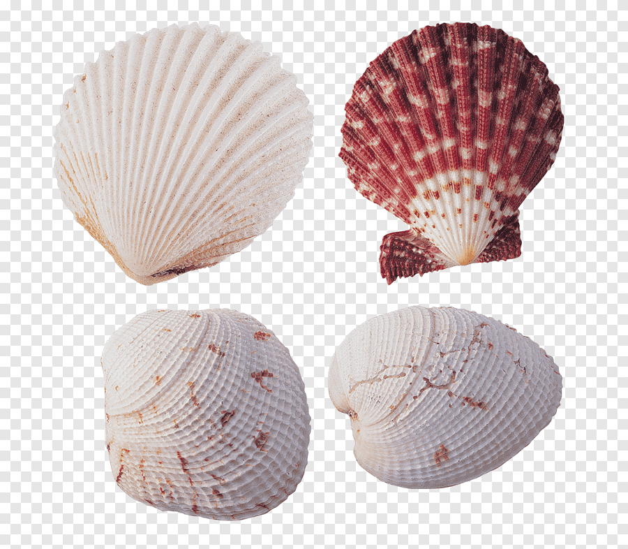 SCALLOP SHELL