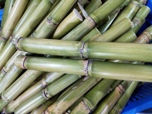 SUGARCANE
