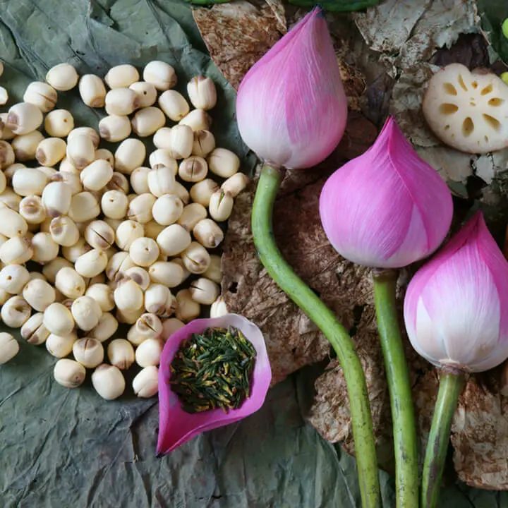 LOTUS SEED