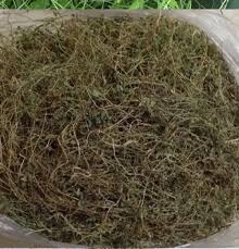 BITTER MELON LEAF TEA