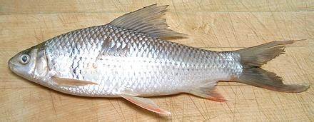 CÁ CHÉP BẠC ĐÔNG LẠNH