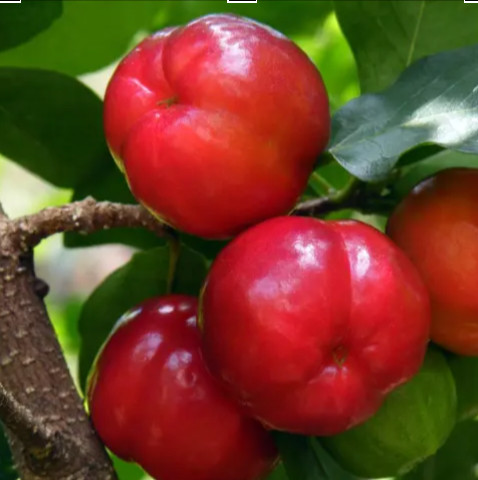 アセロラチェリー