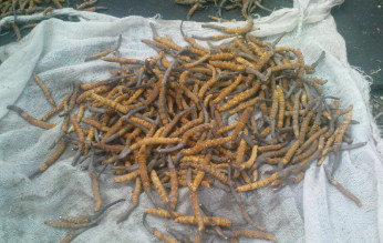 Đông Trùng Hạ Thảo