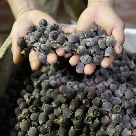 乾燥シムシード