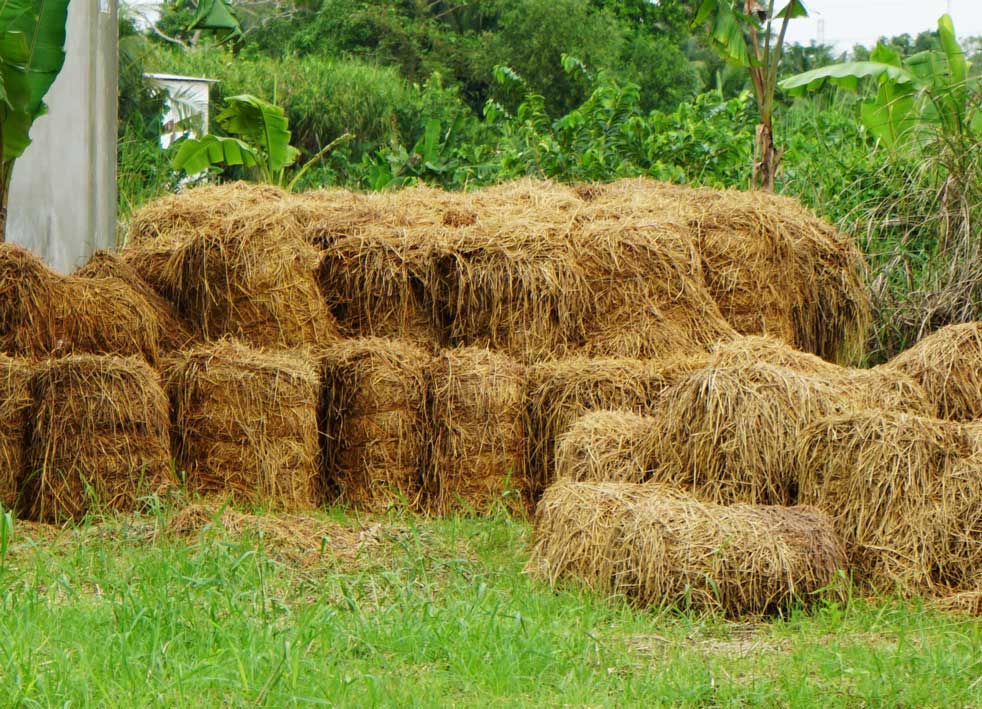 Rice Straw & Stubble